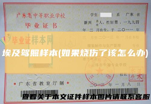 埃及驾照样本(如果烧伤了该怎么办)